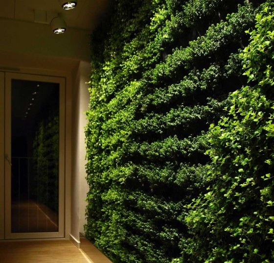 Cool Green Wall Accent With Plants For Home 560x537 Ideas