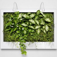 Ideas Green Plants Accent For Flat White Wall By Greenworks 560x363 Green-Wall-Picture-Plants-560x365