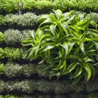 Ideas Green Wall Picture Plants 560x365 Green-Plants-Accent-For-Flat-White-Wall-By-Greenworks-560x363