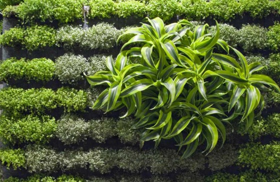 Green Wall Picture Plants 560x365 Ideas