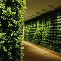 Ideas Outstanding Green Walls For Coridor 560x386 Green-Wall-Picture-Plants-560x365